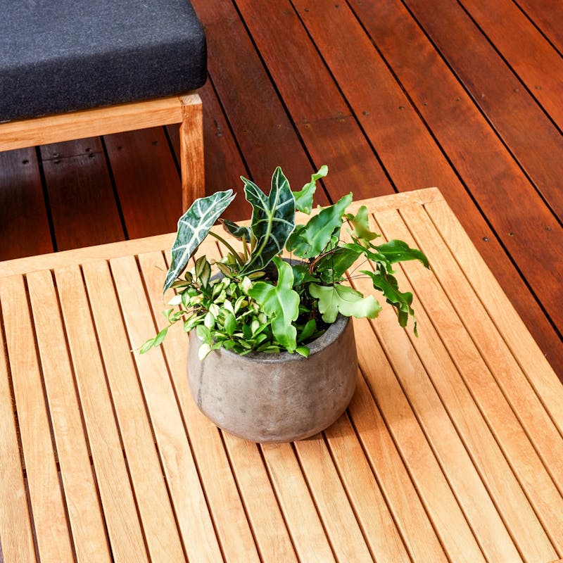 Exterior timber table with plant